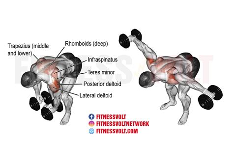 Bent over dumbbell lateral raise